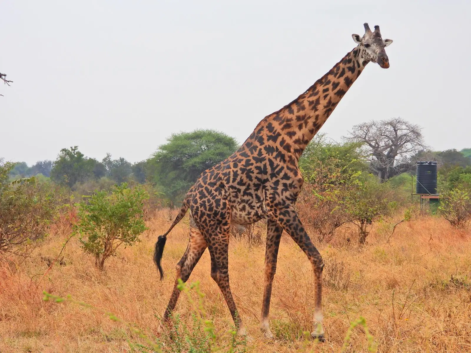 In Olkeri, our guests are enjoying authentic African flavors with the wild as their backdrop—dining doesn’t get more memorable than this. 